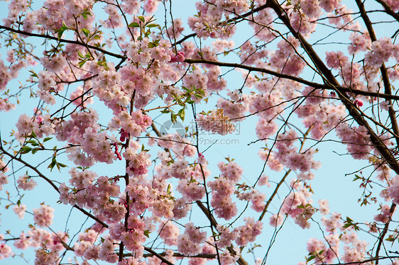 春天的春花树 带粉红花文化季节分支机构玫瑰粉色宏观植物群植物学植物花园图片