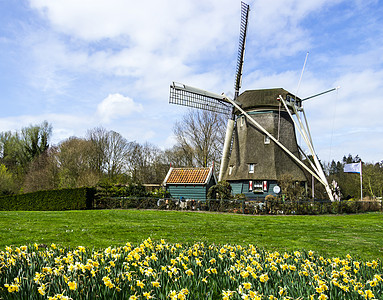 荷兰传统杜奇风车和水仙 荷兰风景植物公园香味蓝色水仙花花园景点园艺花瓣图片