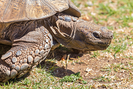 Sulcata 乌龟棕色濒危动物野生动物爬虫盔甲图片