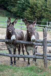 两头驴妈妈农场毛皮绿色栅栏灰色嘶叫乡村爬坡夫妻图片