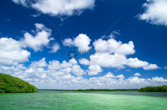 红红树旅行沼泽植被海洋海岸线海景叶子晴天冒险蓝色图片