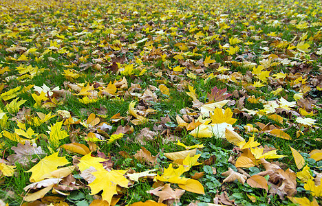 秋季假期乡村红色晴天树叶树木绿色风景阳光植物森林新鲜的高清图片素材