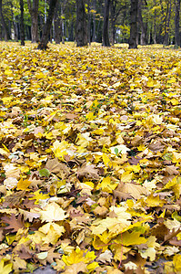 秋季假期公园红色橙子树叶乡村晴天绿色叶子活力太阳图片