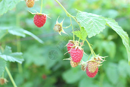 红莓草莓花园传单红色浆果水果成长季节生活食物种子图片