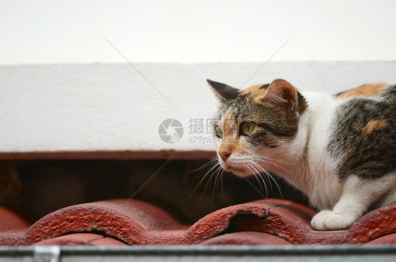 猫咪在屋顶上胡子猫科动物鼻子条纹兽耳宠物兽头家畜柔软度小猫图片