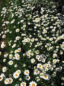 白色美丽的甘菊花花盆疗法衬套光束生物学植物学奢华草本植物土地太阳昆虫图片