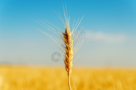 黄金收获粮食种子农田面包培育天空农村生长食物植物图片