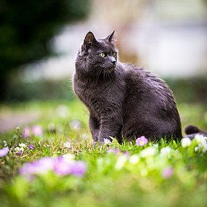 在绿草坪上户外的小猫咪动物兽医眼睛冒充家庭绿色白色尾巴头发毛皮图片