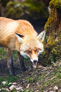 红狐狸女性眼睛幼兽鼻子婴儿毛皮工作室动物野生动物橙子图片