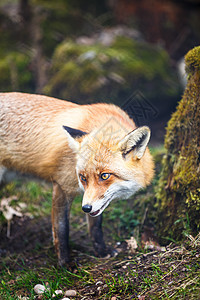 红狐狸食肉捕食者婴儿犬类眼睛女性猎人工作室幼兽荒野图片