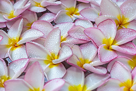 水滴涟漪弗朗吉帕尼花朵花瓣香水异国植物温泉植物群情调鸡蛋花粉色热带背景