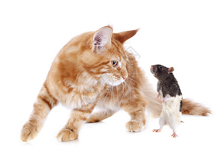 小猫和老鼠爪子友谊动物宠物工作室运动棕色捕食者背景
