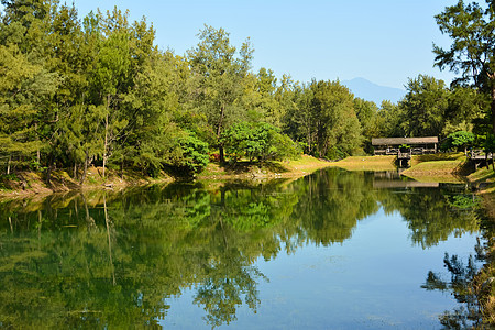 皮帕湖木头森林土地琵琶晴天草本植物公园植物分支机构叶子图片