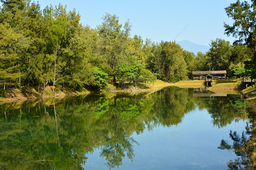 皮帕湖木头森林土地琵琶晴天草本植物公园植物分支机构叶子图片