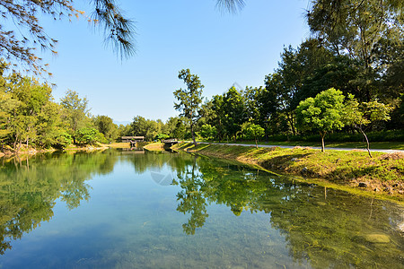 皮帕湖旅行叶子草本植物荒野琵琶土地植物森林木头太阳图片