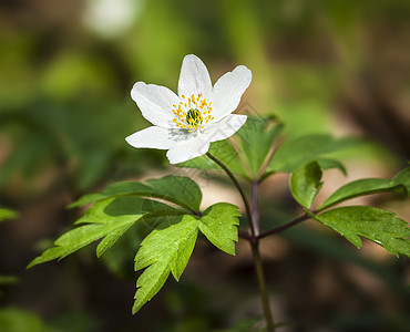 亚尼蒙希维斯特里斯 第一春花季节野花植物海葵宏观生活森林公园蔬菜环境图片