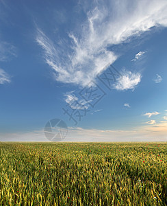 小麦田和有云的蓝天空风景食物城市阳光太阳小麦草地场地地平线生长图片