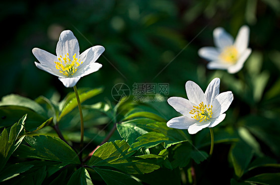 春花花木头草地野花绿色城市植物蔬菜公园白色环境图片