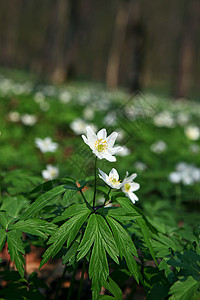 阿内蒙硅树花园季节野花花瓣美丽木头蔬菜植物学公园环境图片