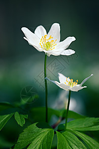 春花花季节花瓣生活森林蔬菜花园木头公园白色城市图片