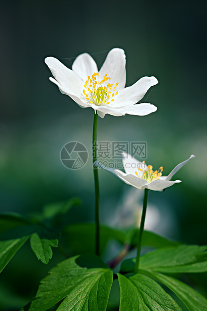 春花花季节花瓣生活森林蔬菜花园木头公园白色城市图片