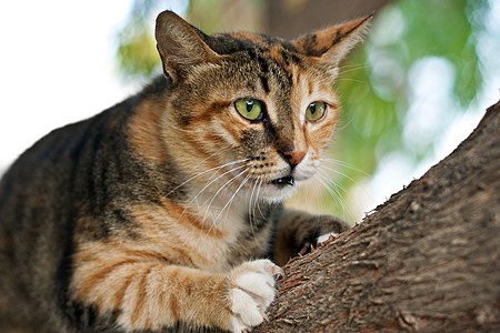 猫爬在树上虎斑眼睛动物树木树叶宠物叶子耳朵毛皮绿色图片