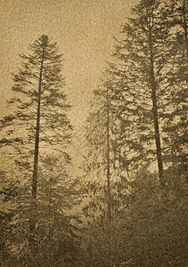 松松林木头明信片调子森林树木棕褐色古董松树摄影老化图片
