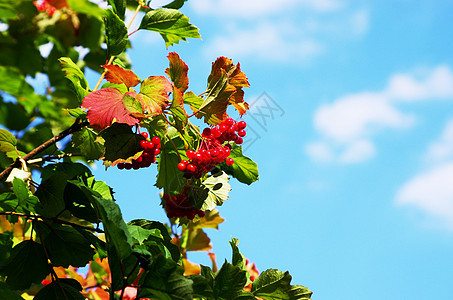 树上红生菜浆果叶子晴天水果摊蓝色植物落叶天空衬套灌木枝条图片