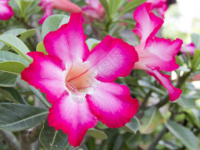 沙漠玫瑰 Impala Lily Mock Azalea植物学叶子嘲笑宏观植物群百合植物花园花瓣花朵图片