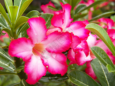 沙漠玫瑰 Impala Lily Mock Azalea叶子宏观嘲笑植物花园百合植物群装饰品玫瑰植物学图片