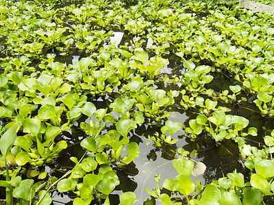 水 Hyacinth荒野废水花瓣植物学叶子绿色侵入性生态鸭目生长图片