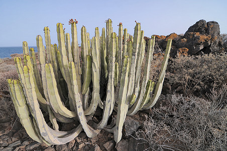 沙漠中的水下仙人掌植物小路旅行国家天空宏观植物学生长日落花园荒野图片