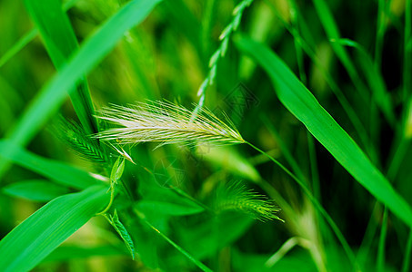 绿草背景绿色小麦大麦种子蔬菜褐色庄稼田园秸秆产品图片