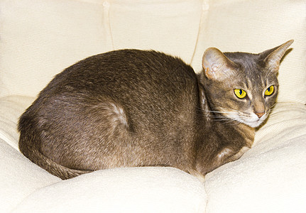 坐在椅子枕头上的阿比西尼猫 安慰的象征图片