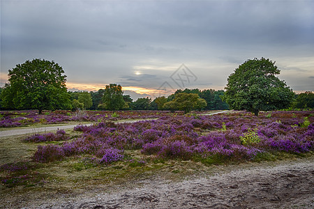 荷兰的荒地日落 泽田 荷兰棉花草风景阳光植物群荒野沼泽农村橙子紫色草地图片