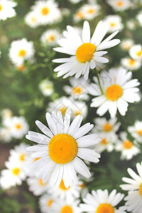 白色美丽的甘菊叶子宏观光束植物学皮肤花瓣温泉晴天昆虫芳香图片