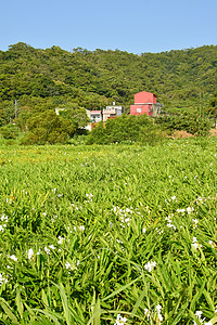 Ginger Lily农场植物群热带场景牧歌叶子农村荒野草地场地培育图片