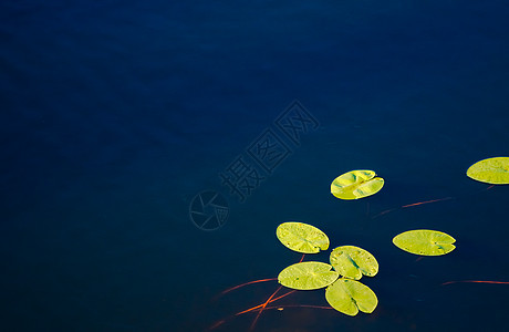 水百合花瓣冥想池塘蓝色季节公园沼泽软垫植物植物群图片