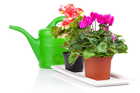 种植花盆和绿水罐中的植物 在白色上隔离图片