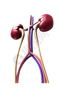 肾想像力主动脉骨盆单位绿色输尿管肾静脉肾动脉髓质技术背景图片