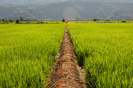 国家稻米农场技术托盘水坑植物生长草地灌溉食物机械培育图片