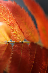 罗旺语Name红色橙子叶子背景图片