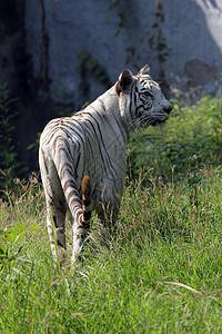 白孟加拉虎捕食者动物注意力野生动物哺乳动物危险毛皮耳朵动物园鼻子图片