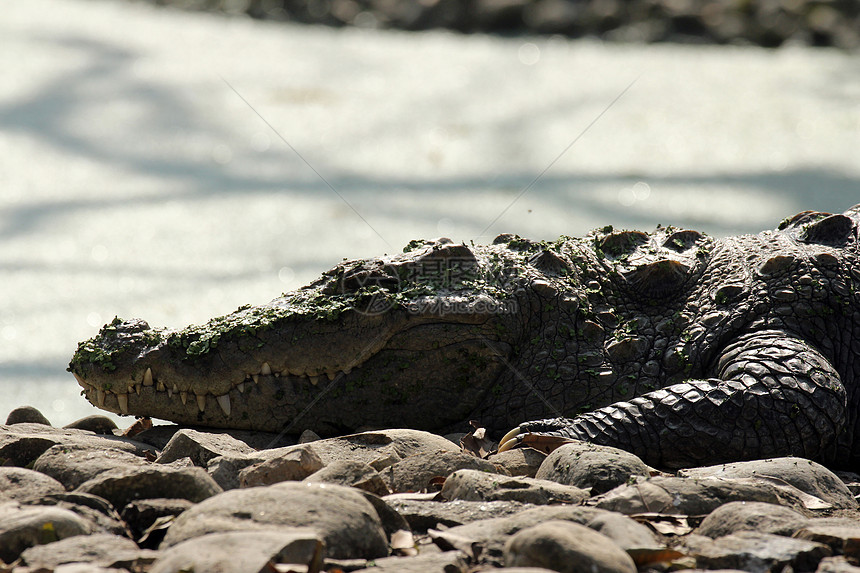 淡水鳄鱼食肉捕食者动物群植物动物眼睛蜥蜴人爬虫野生动物灰色图片