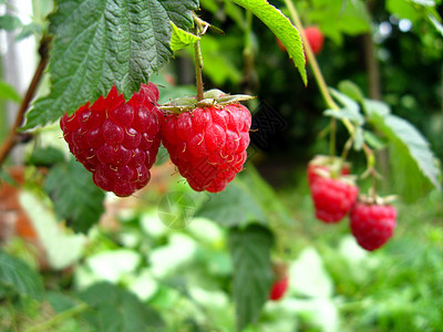 红红成熟的草莓传单种子生活花园场地市场村庄成长浆果农业图片