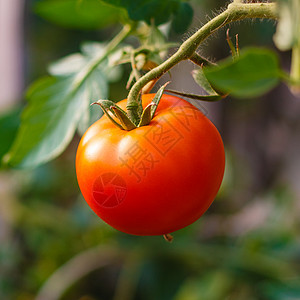 新鲜红番茄蔬菜营养素花园红色植物营养品食物生长营养店铺图片