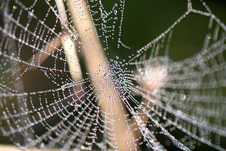 蜘蛛网植物群蜘蛛阳光荒野爬坡森林金属猎人跳跃蓝色图片