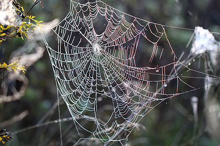 蜘蛛网跳跃动物学植物热带眼睛花园植物群爬坡阳光公园图片