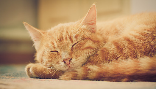 睡觉的猫小红猫睡在床上乐趣说谎动物小憩毛皮宠物爪子猫科晶须小猫背景