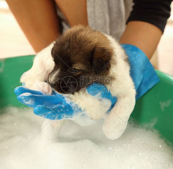 浴盆里的小狗狗洗发水犬类头发身体小狗眼睛泡沫毛皮塑料浴缸图片